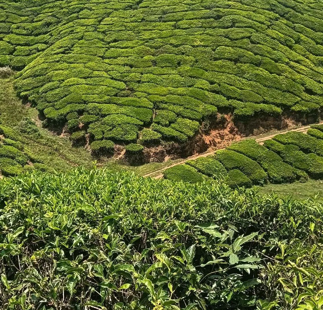 Mount Mist Villa Munnar India